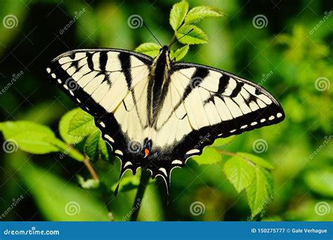 Borboleta Amarela Oriental Do Swallowtail Do Tigre Imagem De Stock