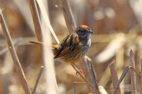 Swamp Sparrow Bird 200 Of The Year Big Year Birding