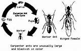 Images of Fire Ants Life Cycle