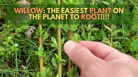 willows the easiest plant to root plant propagation for willows salix youtube