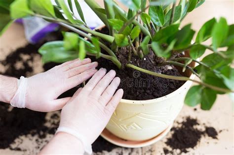 A money tree, or pachira aquatica, is a stunning plant that can brighten up any environment. Repotting Plants At Home. Ficus Fiddle Leaf Fig Tree And Zamioculcas Plants On Floor With Pots ...