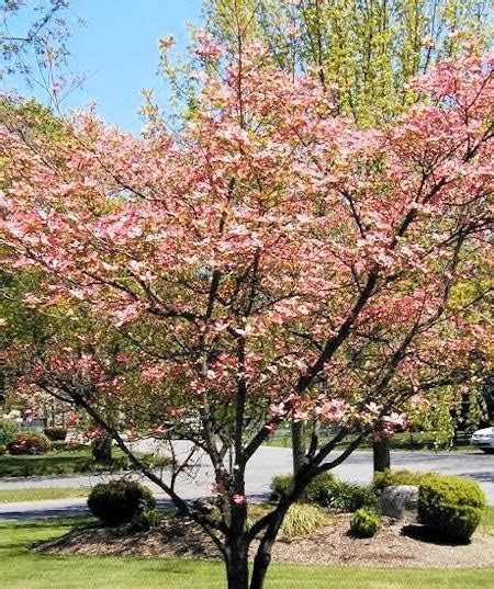 Landscapers often choose flowering cherry trees for their ornamental qualities. A GUIDE TO NORTHEASTERN GARDENING: Spring Flowering Trees ...
