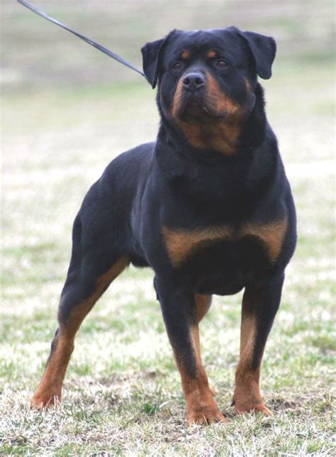 Rottweiler Dog Breed Photos Dog Pictures Online