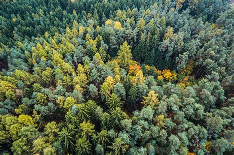 Autumn Forest From Above Free Stock Photo Picjumbo