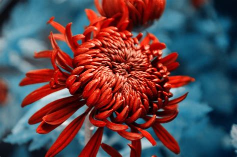Chrysanthemum Autumn Free Photo On Pixabay Pixabay