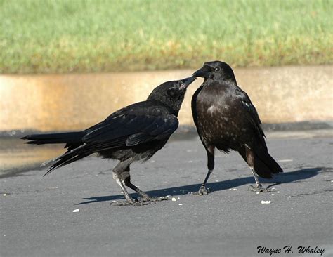 Crow Vs Raven Wild About Utah