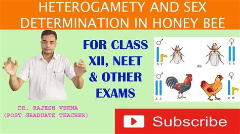 Heterogamety And Sex Determination In Honey Bee For Xii Neet And