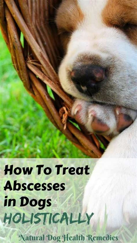 Abscess In Dogs Symptoms Causes And Treatment