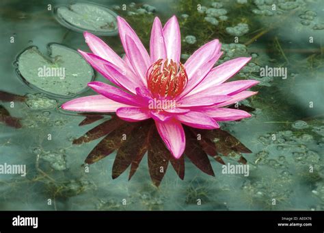 India Red Water Lily Red Pond Lily Nymphaea Rubra Water Flower