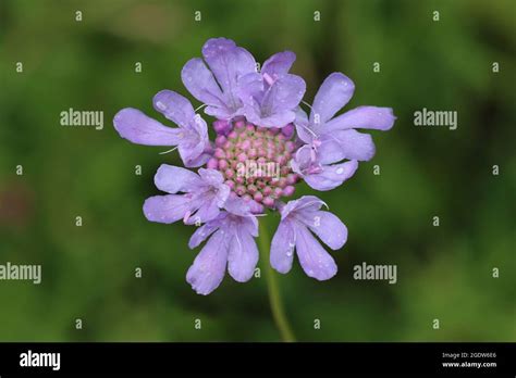 Small Scabious Scabiosa Columbaria Stock Photo Alamy