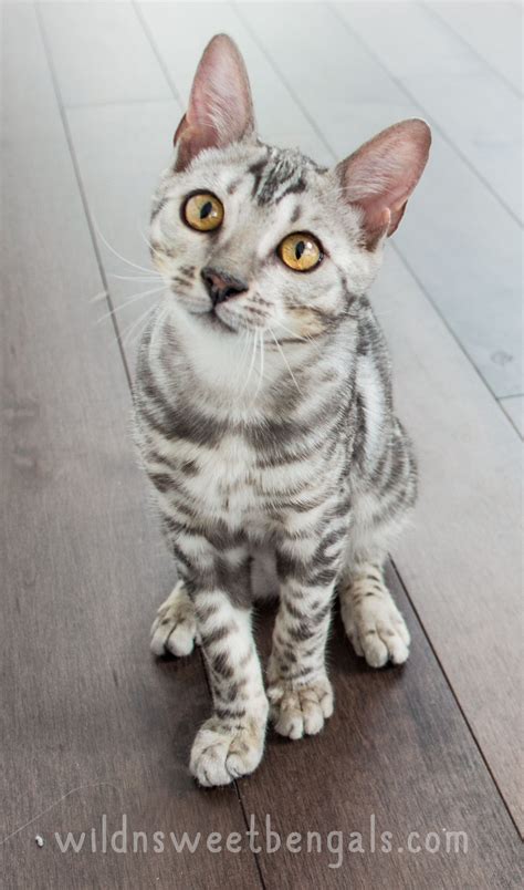 This page contains affiliate links. Discover Our Breeding Bengal Cats | Silver bengal cat ...