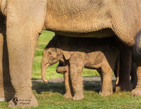 Being Protected Baby Elephant Calf Baby Elephant Elephant Cute