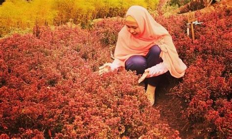 Biaya masuk kebun untuk 9 siswa rp 24.750.berapakah rupiah biaya masuk kebun binatang tersebut untuk 25 siswa. 10 Gambar Kebun Raya Baturaden Purwokerto, Harga Tiket ...