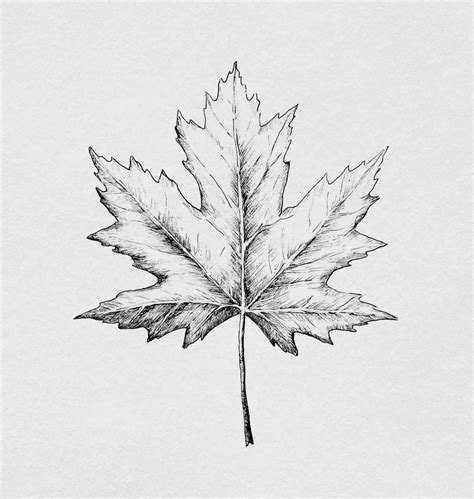 A Pencil Drawing Of A Leaf