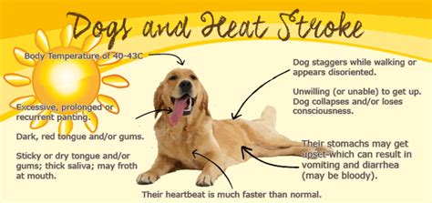 The oxygen the causes of cat stroke vary from brain injury to an accident or poisoning. Tips To Keep Pets Safe During Summer | Know The Signs o
