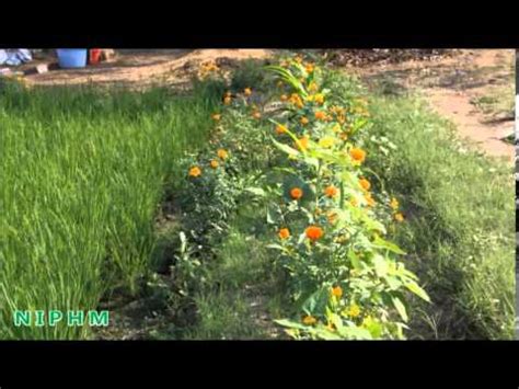 Advances in habitat manipulation for arthropods. Ecological Engineering for Pest Management (Telugu ...