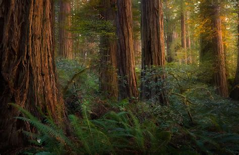 The Sun Forest 2005 Redwood National Park California Marc Adamus