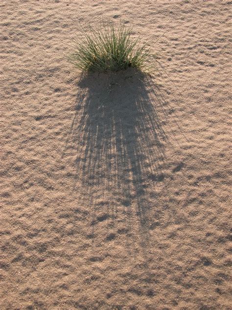 Image After Photos Sand Dunes Poll Of Grass Sandy Desert