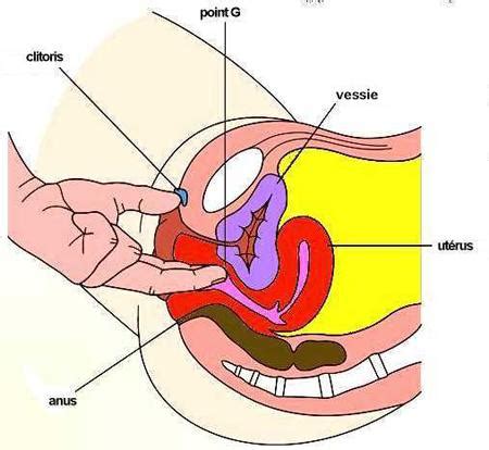 It is said to be an engorges zone. X Marks the G-Spot