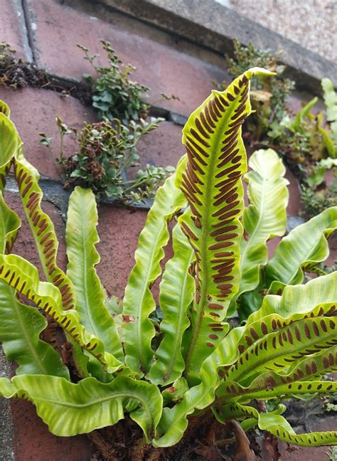 Untitled — Botanical Design Tips Bring nature indoors by...