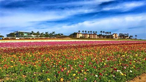 Flowers forever established in 1988 is a family owned flower shop located in carlsbad, california open 7 days a week. Carlsbad Flower Fields, Carlsbad, CA | Carlsbad flower ...