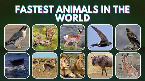 Top 10 Fastest Animals In The World 2022