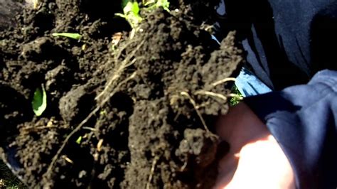 Looking At The Root Structure Of Mustard Youtube