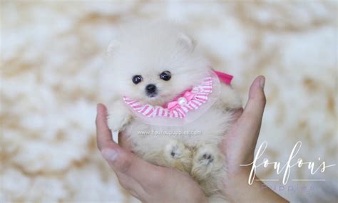 Teacup Pomeranian Puppies For Sale Micro Toy Pomsky Foufou Puppies