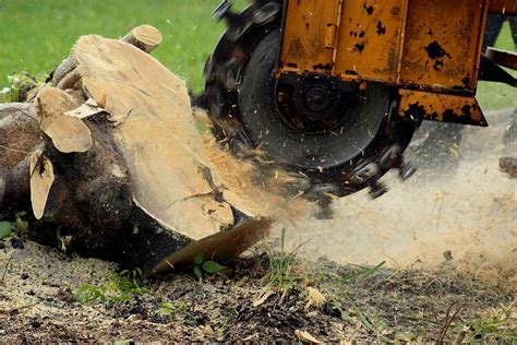 How To Effectively Remove A Tree Stump Checkatrade