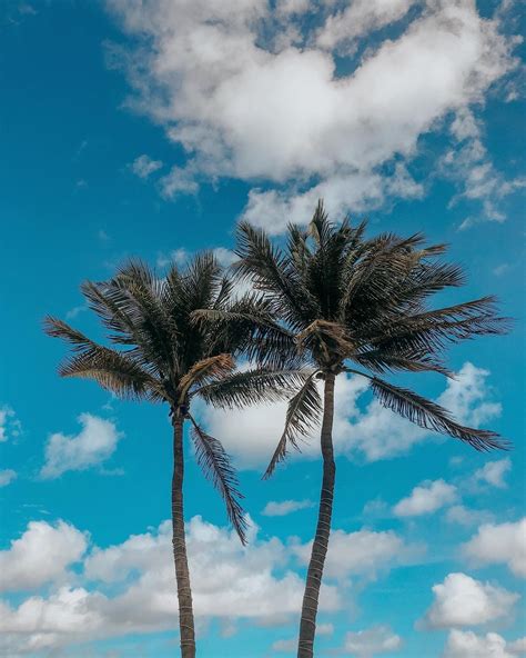 Beach Palm Trees In 2020 Palm Trees Wallpaper Florida Palm Trees