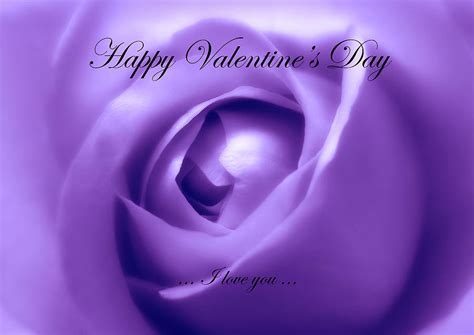 Happy Valentines Day With Soft Purple Rose Photograph By