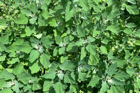 Common Lambsquarters Extension Service West Virginia