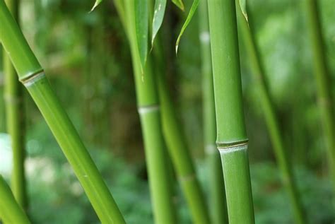 Bamboo By Sandsun