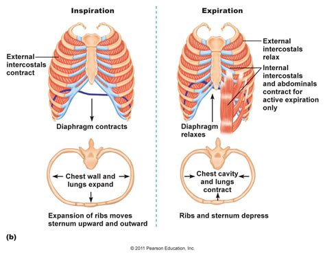In Detail What Processes Do The Respiratory System And The Muscular