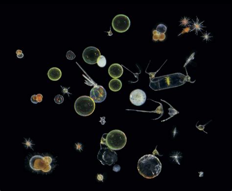 Magnificent Microscopic Creatures Of The Seas Cbs News