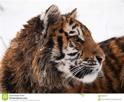 Portrait Of Young Siberian Tiger Panthera Tigris Altaica Stock Image