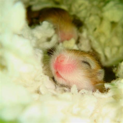 Baby Dwarf Hamster Cute Hamsters Dwarf Hamster Hamster Pics