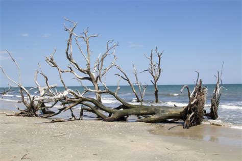 South Carolina Landscape Beach Edisto Island South Carolina