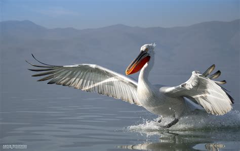 Dalmatian Pelican Pelecanus Crispus Pelikan Kędzierzawy Artur Rydzewski