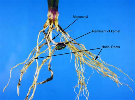 Early Corn Root Development Integrated Crop And Pest Management News