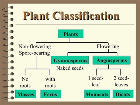 Classification Peeples Elementary 5th Grade Website Biology Facts