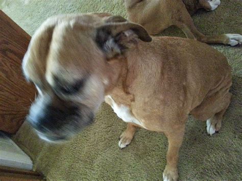 The Boxer Blog Astrid Update Boxer With Hives