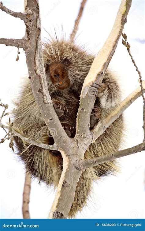 Porcupine In Tree Stock Image Image Of Color Scene 15638203
