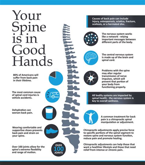 Your Spine Is In Good Hands Infographic Ascent Chiropractic