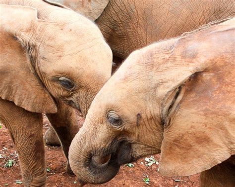 Baby Elephants Playing Stock Photo Image Of Outdoors 93618188