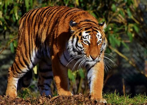 Tiger Cat Predator Wildcat Big Cat Dangerous Unique Animals