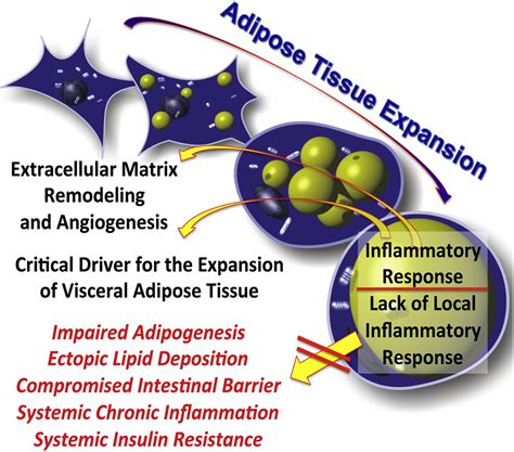 Adipocyte Inflammation Is Essential For Healthy Adipose Tissue