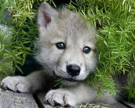 Cute Wolf Pup