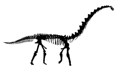 Rapetosaurus Skeleton Silhouette High Neck 1910×1134 Pixels