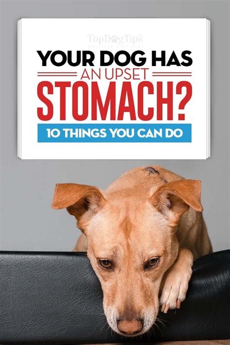 10 Ways To Treat And Prevent Stomach Upset In Dogs Artofit